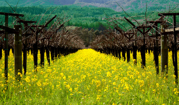 Wine Country Vineyards, St Helena CA