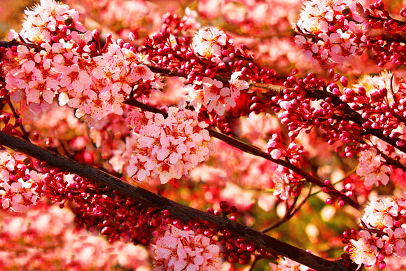 "Spring Colors", Cherry Blossoms.